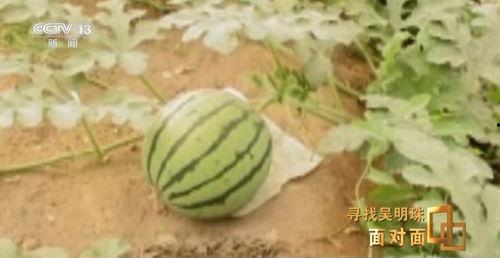 西藏吃瓜视频网红最新,揭秘当地美食文化新潮流